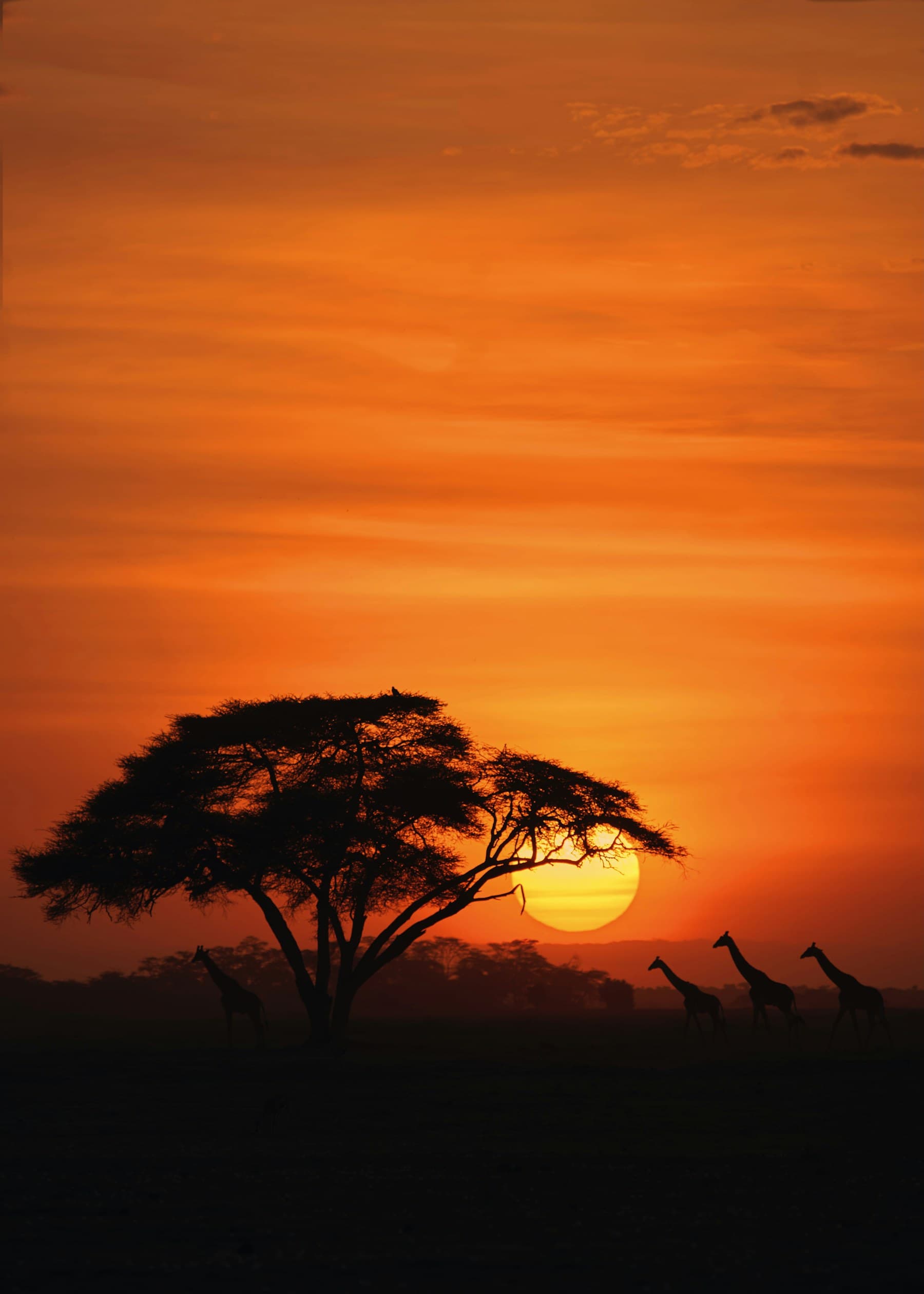 Giraffes crossing Amboseli National Park at sunset in Kenya