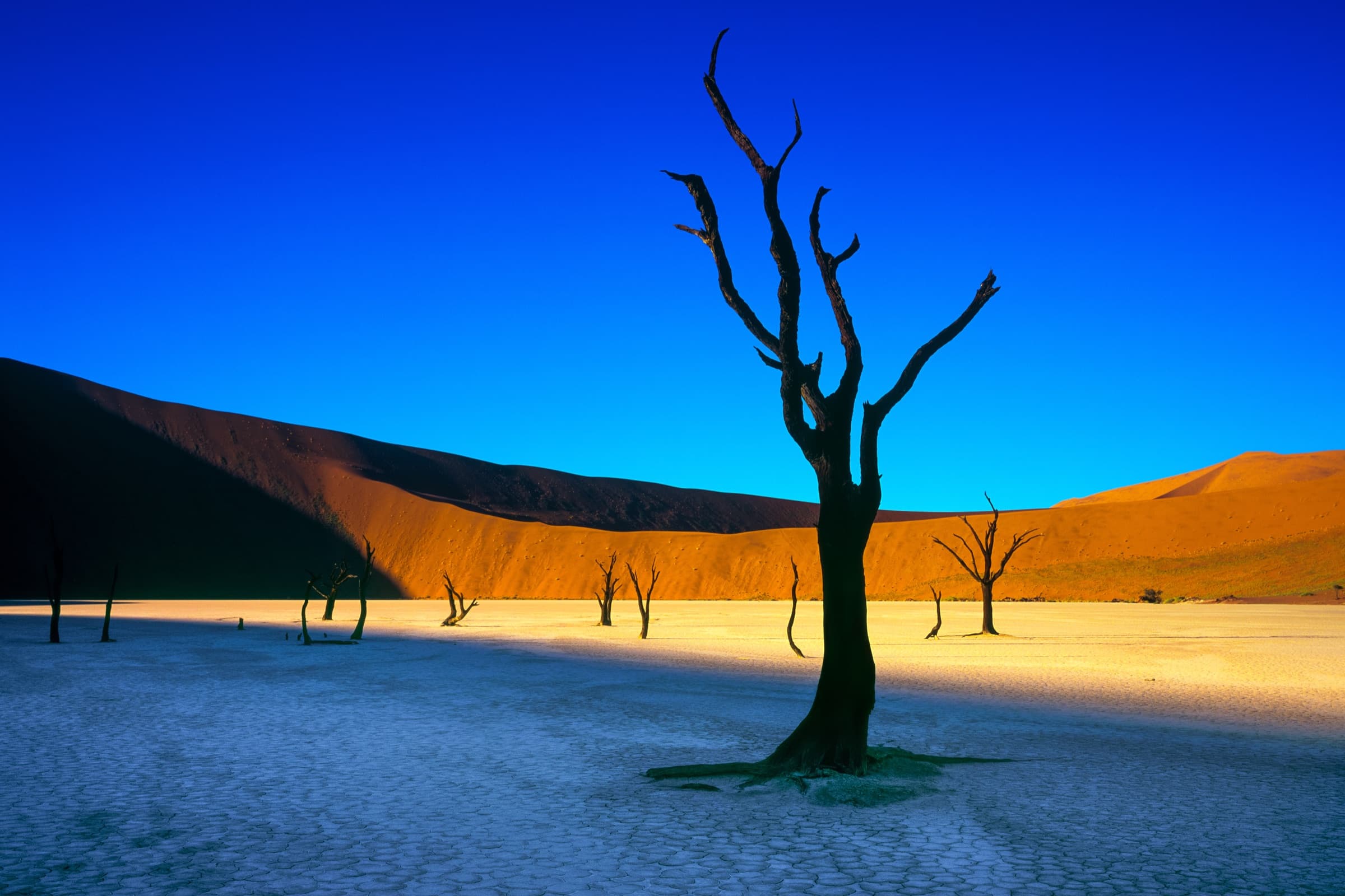 Ancient acacia trees on the white clay pan of Deadvlei, Namibia