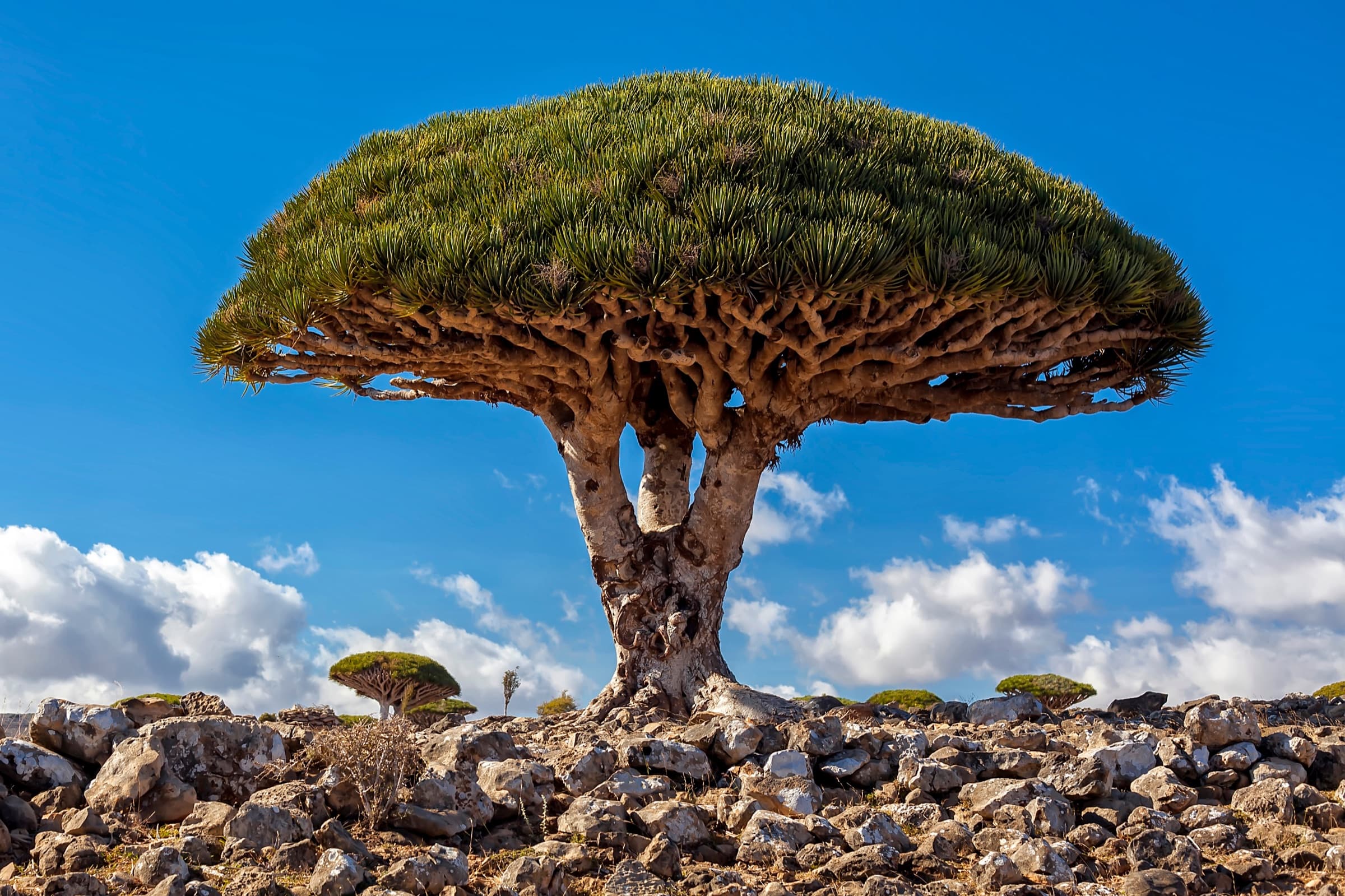 A dragon-blood tree rising from the rocky landscape of Socotra Island, Yemen